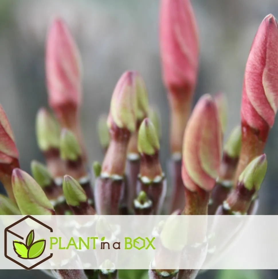 PLANT IN A BOX - Frangipanier hawaii - plumeria rubra 'rose' - hauteur 55-70cm - ⌀17cm