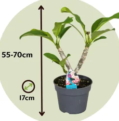 PLANT IN A BOX - Frangipanier hawaii - plumeria rubra 'rose' - hauteur 55-70cm - ⌀17cm