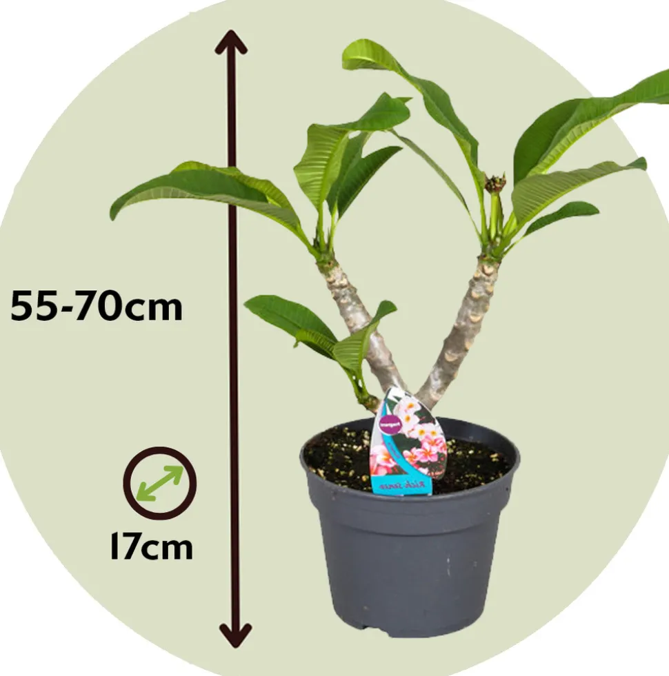 PLANT IN A BOX - Frangipanier hawaii - plumeria rubra 'rose' - hauteur 55-70cm - ⌀17cm