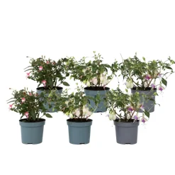 PLANT IN A BOX - Fuchsia pleureur - set de 6 - fuchsia magellanica - hauteur 10-20cm - ⌀9cm
