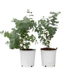 PLANT IN A BOX - Gommier - set de 2 - eucalyptus 'pulverulenta' - hauteur 25-40cm - ⌀13cm