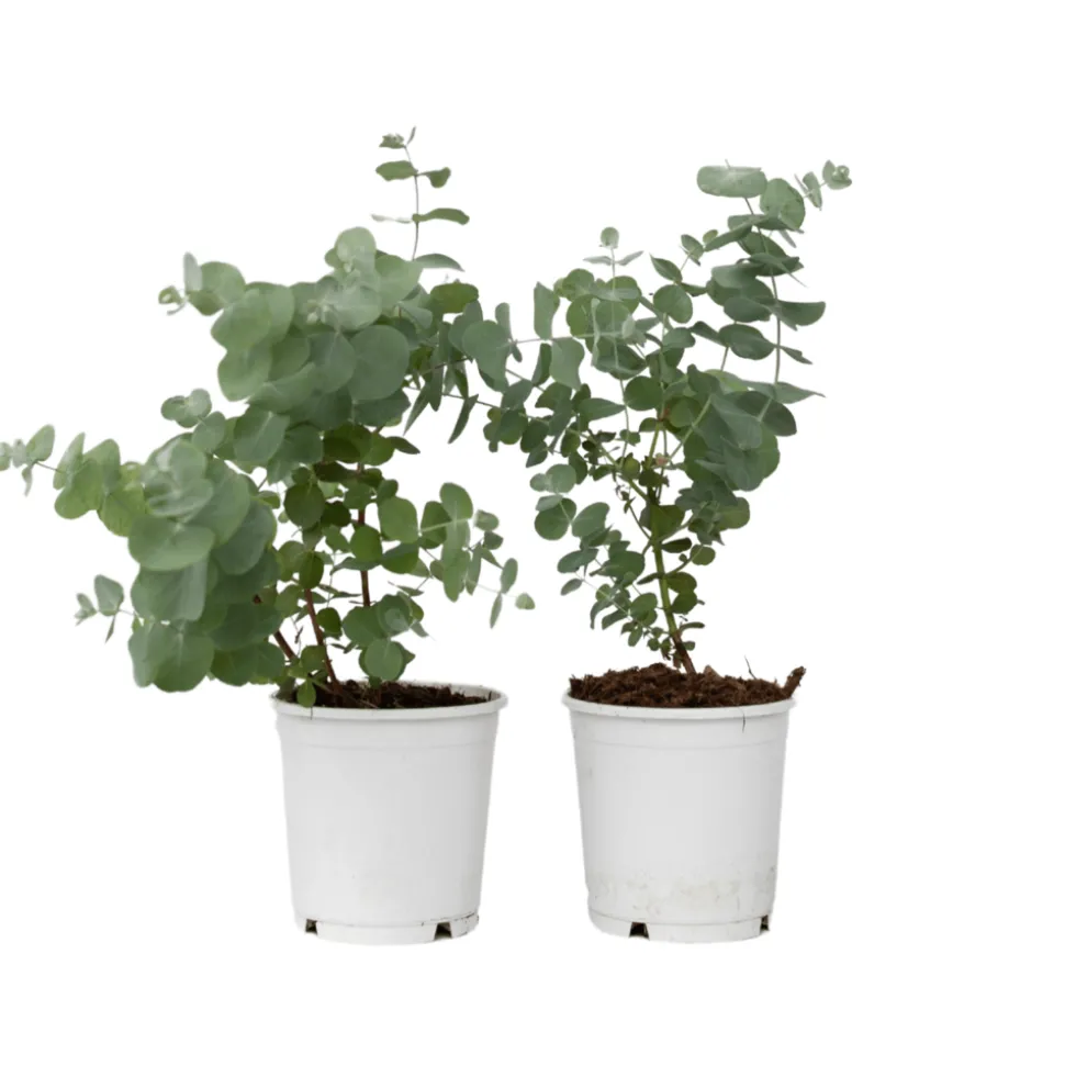 PLANT IN A BOX - Gommier - set de 2 - eucalyptus 'pulverulenta' - hauteur 25-40cm - ⌀13cm