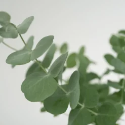 PLANT IN A BOX - Gommier - set de 2 - eucalyptus 'pulverulenta' - hauteur 25-40cm - ⌀13cm