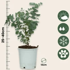 PLANT IN A BOX - Gommier - set de 2 - eucalyptus 'pulverulenta' - hauteur 25-40cm - ⌀13cm