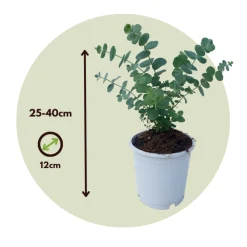 PLANT IN A BOX - Gommier - set de 2 - eucalyptus 'pulverulenta' - hauteur 25-40cm - ⌀13cm