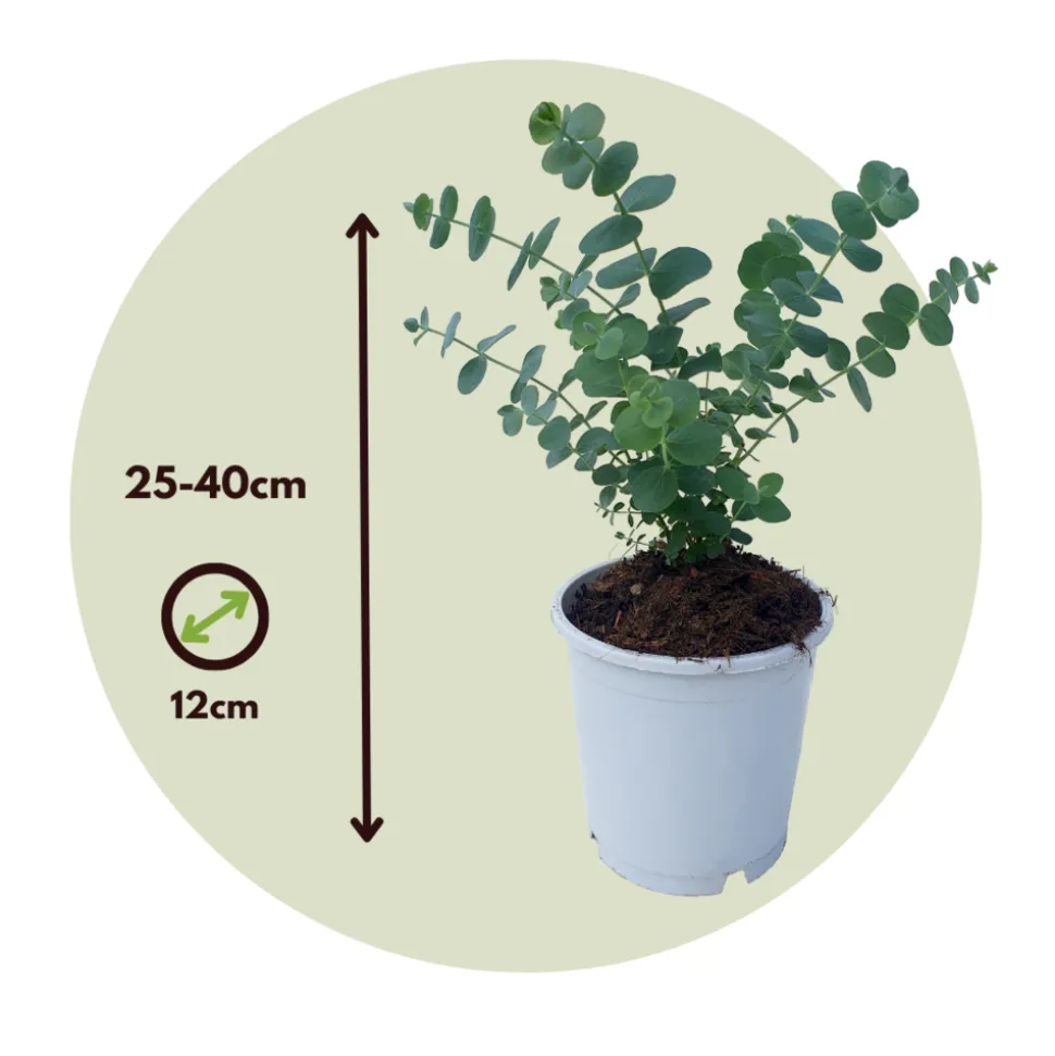 PLANT IN A BOX - Gommier - set de 2 - eucalyptus 'pulverulenta' - hauteur 25-40cm - ⌀13cm