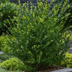PLANT IN A BOX - Houx crenelé - set de 12 - ilex crenata 'jenny' - hauteur 10-20cm - ⌀9cm
