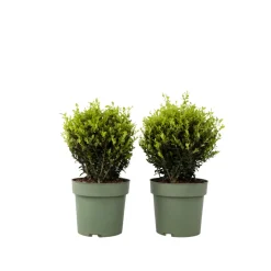 PLANT IN A BOX - Houx crenelé - ilex crenata 'jenny' - hauteur 30-40cm - ⌀17cm