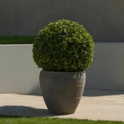 PLANT IN A BOX - Houx crenelé - ilex crenata 'jenny' - hauteur 30-40cm - ⌀17cm