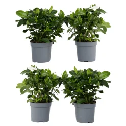 PLANT IN A BOX - Jasmin du cap - set de 4 - gardenia jasminoides - hauteur 20-30cm - ⌀13cm
