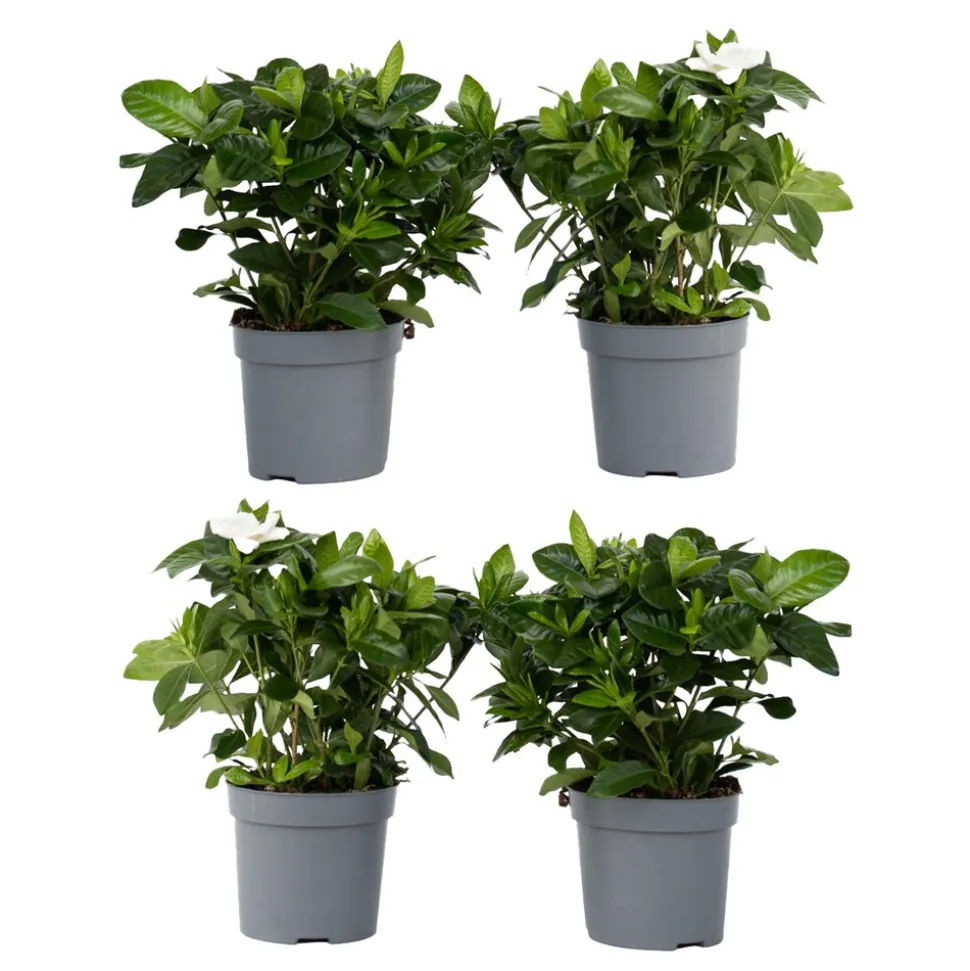 PLANT IN A BOX - Jasmin du cap - set de 4 - gardenia jasminoides - hauteur 20-30cm - ⌀13cm