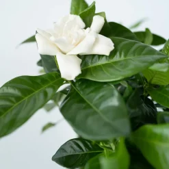 PLANT IN A BOX - Jasmin du cap - set de 4 - gardenia jasminoides - hauteur 20-30cm - ⌀13cm