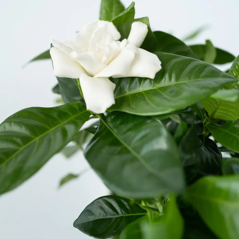 PLANT IN A BOX - Jasmin du cap - set de 4 - gardenia jasminoides - hauteur 20-30cm - ⌀13cm