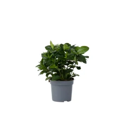 PLANT IN A BOX - Jasmin du cap - gardenia jasminoides - hauteur 20-30cm - ⌀13cm