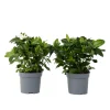 PLANT IN A BOX - Jasmin du cap - set de 2 - gardenia jasminoides - hauteur 20-30cm - ⌀13cm