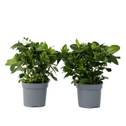 PLANT IN A BOX - Jasmin du cap - set de 2 - gardenia jasminoides - hauteur 20-30cm - ⌀13cm