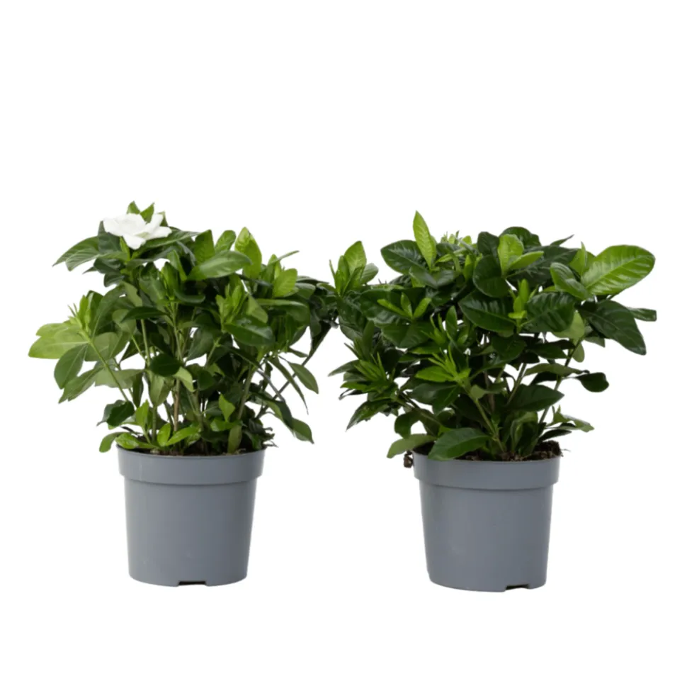 PLANT IN A BOX - Jasmin du cap - set de 2 - gardenia jasminoides - hauteur 20-30cm - ⌀13cm