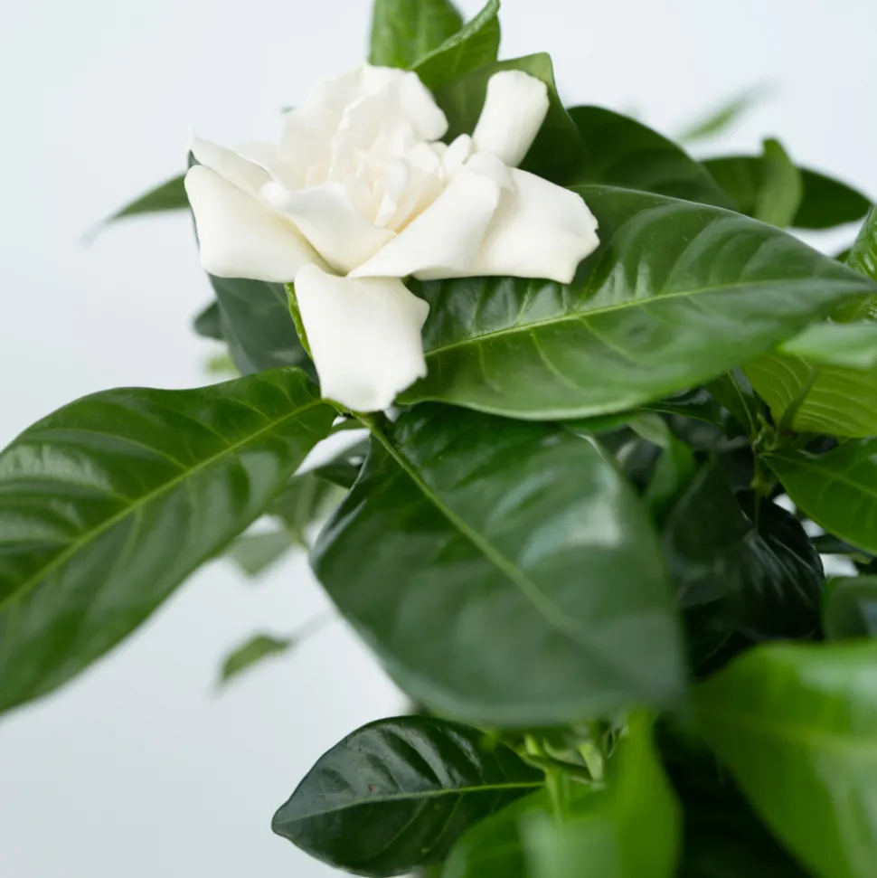 PLANT IN A BOX - Jasmin du cap - set de 2 - gardenia jasminoides - hauteur 20-30cm - ⌀13cm