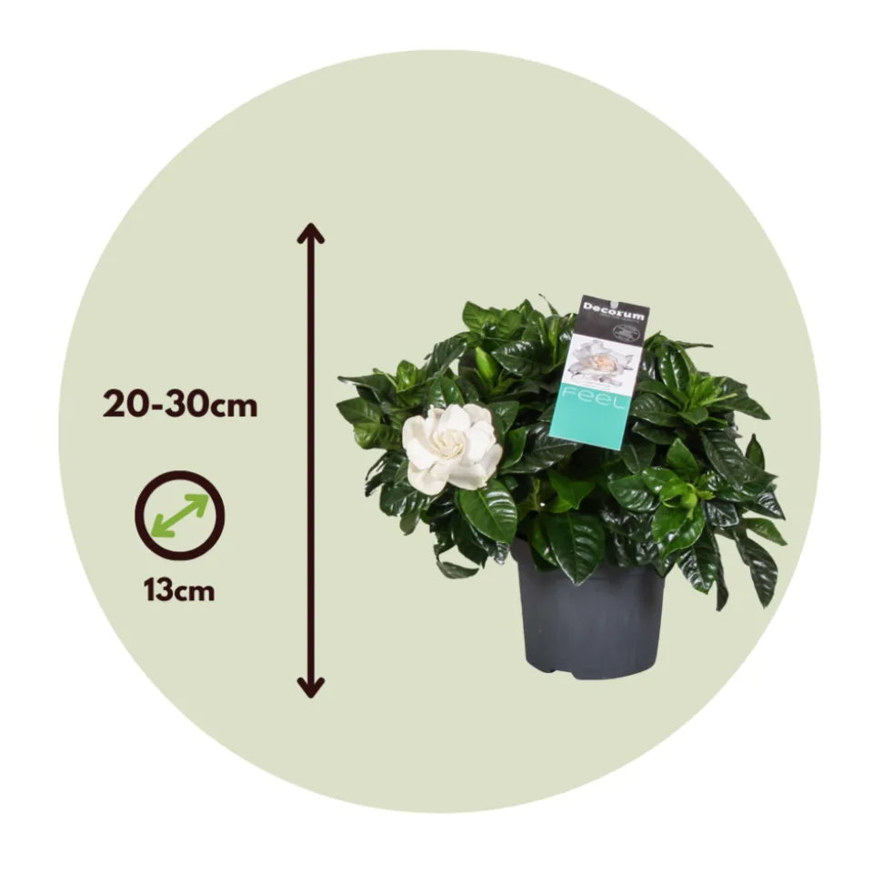 PLANT IN A BOX - Jasmin du cap - set de 2 - gardenia jasminoides - hauteur 20-30cm - ⌀13cm
