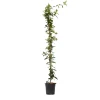 PLANT IN A BOX - Jasmin étoilé - trachelospermum jasminoides - hauteur 110-120cm - ⌀17cm