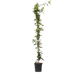 PLANT IN A BOX - Jasmin étoilé - trachelospermum jasminoides - hauteur 110-120cm - ⌀17cm