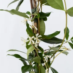 PLANT IN A BOX - Jasmin étoilé - trachelospermum jasminoides - hauteur 110-120cm - ⌀17cm
