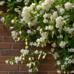 PLANT IN A BOX - Jasmin étoilé - set de 2 - trachelospermum jasminoides - h110-120cm - ⌀17cm