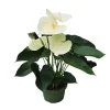 PLANT IN A BOX - Langue de feu - anthurium 'alpine white' - hauteur 40-55cm - ø14cm