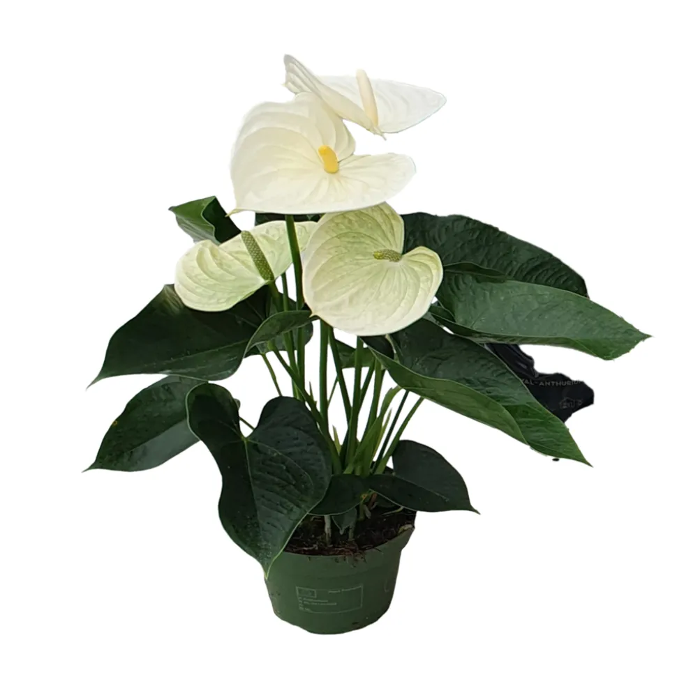 PLANT IN A BOX - Langue de feu - anthurium 'alpine white' - hauteur 40-55cm - ø14cm