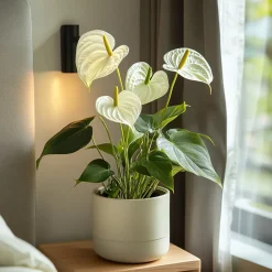 PLANT IN A BOX - Langue de feu - anthurium 'alpine white' - hauteur 40-55cm - ø14cm