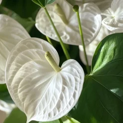 PLANT IN A BOX - Langue de feu - anthurium 'alpine white' - hauteur 40-55cm - ø14cm