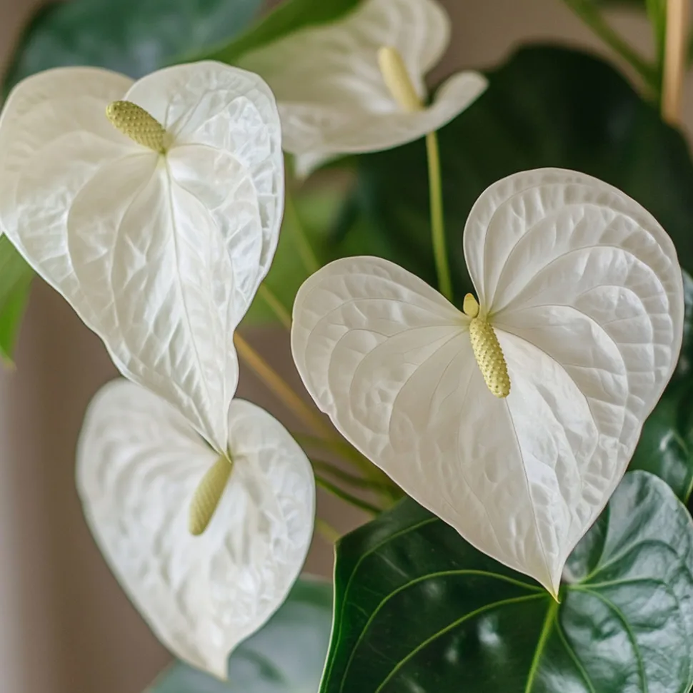 PLANT IN A BOX - Langue de feu - anthurium 'alpine white' - hauteur 40-55cm - ø14cm