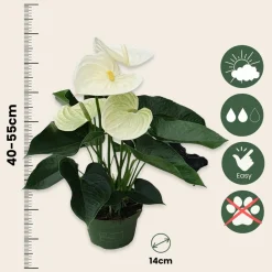 PLANT IN A BOX - Langue de feu - anthurium 'alpine white' - hauteur 40-55cm - ø14cm