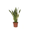 PLANT IN A BOX - Langue de belle-mère - sansevieria trifasciata laurentii - h60-70cm - ⌀17cm