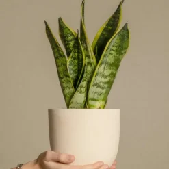 PLANT IN A BOX - Langue de belle-mère - sansevieria trifasciata laurentii - h60-70cm - ⌀17cm