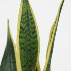 PLANT IN A BOX - Langue de belle-mère - sansevieria trifasciata laurentii - h60-70cm - ⌀17cm