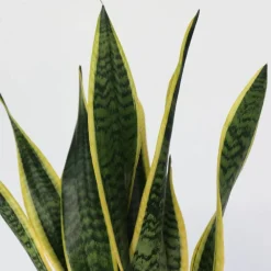 PLANT IN A BOX - Langue de belle-mère - sansevieria trifasciata laurentii - h60-70cm - ⌀17cm