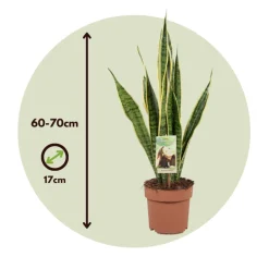 PLANT IN A BOX - Langue de belle-mère - sansevieria trifasciata laurentii - h60-70cm - ⌀17cm