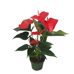 PLANT IN A BOX - Langue de feu - anthurium 'royal champion' - hauteur 35-45cm - ø12cm