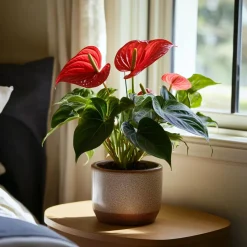 PLANT IN A BOX - Langue de feu - anthurium 'royal champion' - hauteur 35-45cm - ø12cm