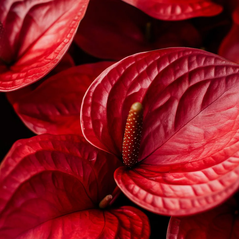 PLANT IN A BOX - Langue de feu - anthurium 'royal champion' - hauteur 35-45cm - ø12cm