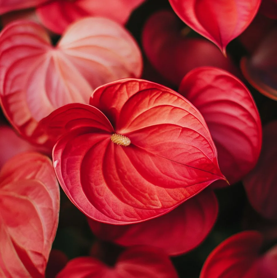 PLANT IN A BOX - Langue de feu - anthurium 'royal champion' - hauteur 35-45cm - ø12cm