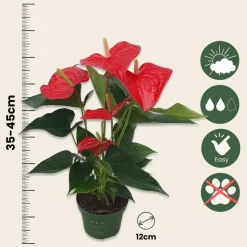 PLANT IN A BOX - Langue de feu - anthurium 'royal champion' - hauteur 35-45cm - ø12cm