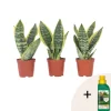 PLANT IN A BOX - Langue de belle-mère - set de 3 - sansevieria 'superba' - h35-40cm - ⌀12cm