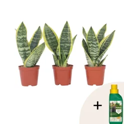 PLANT IN A BOX - Langue de belle-mère - set de 3 - sansevieria 'superba' - h35-40cm - ⌀12cm