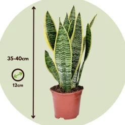 PLANT IN A BOX - Langue de belle-mère - set de 3 - sansevieria 'superba' - h35-40cm - ⌀12cm