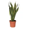 PLANT IN A BOX - Langue de belle-mère - sansevieria trifasciata laurentii - h40-50cm - ⌀14cm