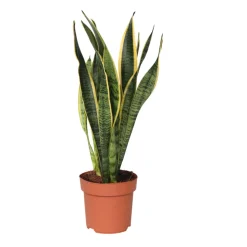 PLANT IN A BOX - Langue de belle-mère - sansevieria trifasciata laurentii - h40-50cm - ⌀14cm