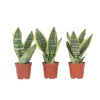 PLANT IN A BOX - Langue de belle-mère - set de 3 - sansevieria 'superba' - h35-40cm - ⌀12cm
