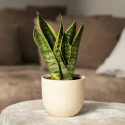 PLANT IN A BOX - Langue de belle-mère - set de 3 - sansevieria 'superba' - h35-40cm - ⌀12cm
